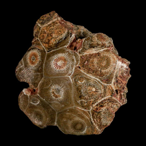 2.7" Polished Hexagonaria Coral Fossil Devonian Age 350 Million Yrs Old Morocco - Fossil Age Minerals