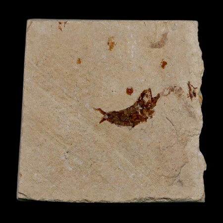 0.7" Ctenothrissa Fossil Fish Plate Cretaceous Dinosaur Age Hakel Lebanon