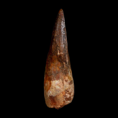 XL 3.7" Spinosaurus Fossil Tooth 100 Million Years Old Cretaceous Dinosaur COA
