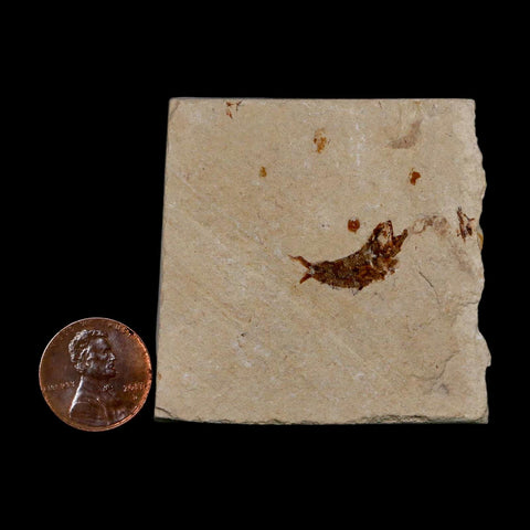 0.7" Ctenothrissa Fossil Fish Plate Cretaceous Dinosaur Age Hakel Lebanon