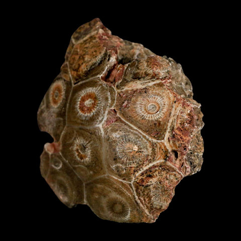 2.7" Polished Hexagonaria Coral Fossil Devonian Age 350 Million Yrs Old Morocco - Fossil Age Minerals