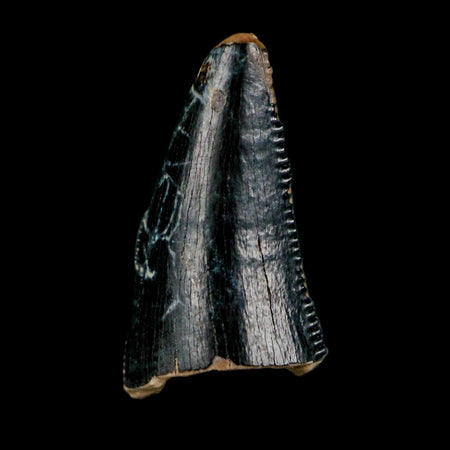 0.6" Tyrannosaurus Rex Fossil Tooth Tip Dinosaur Lance Creek Formation WY COA