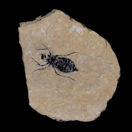 0.8" Dragonfly Larvae Fossil Libellula Doris Plate Upper Miocene Piemont Italy Display