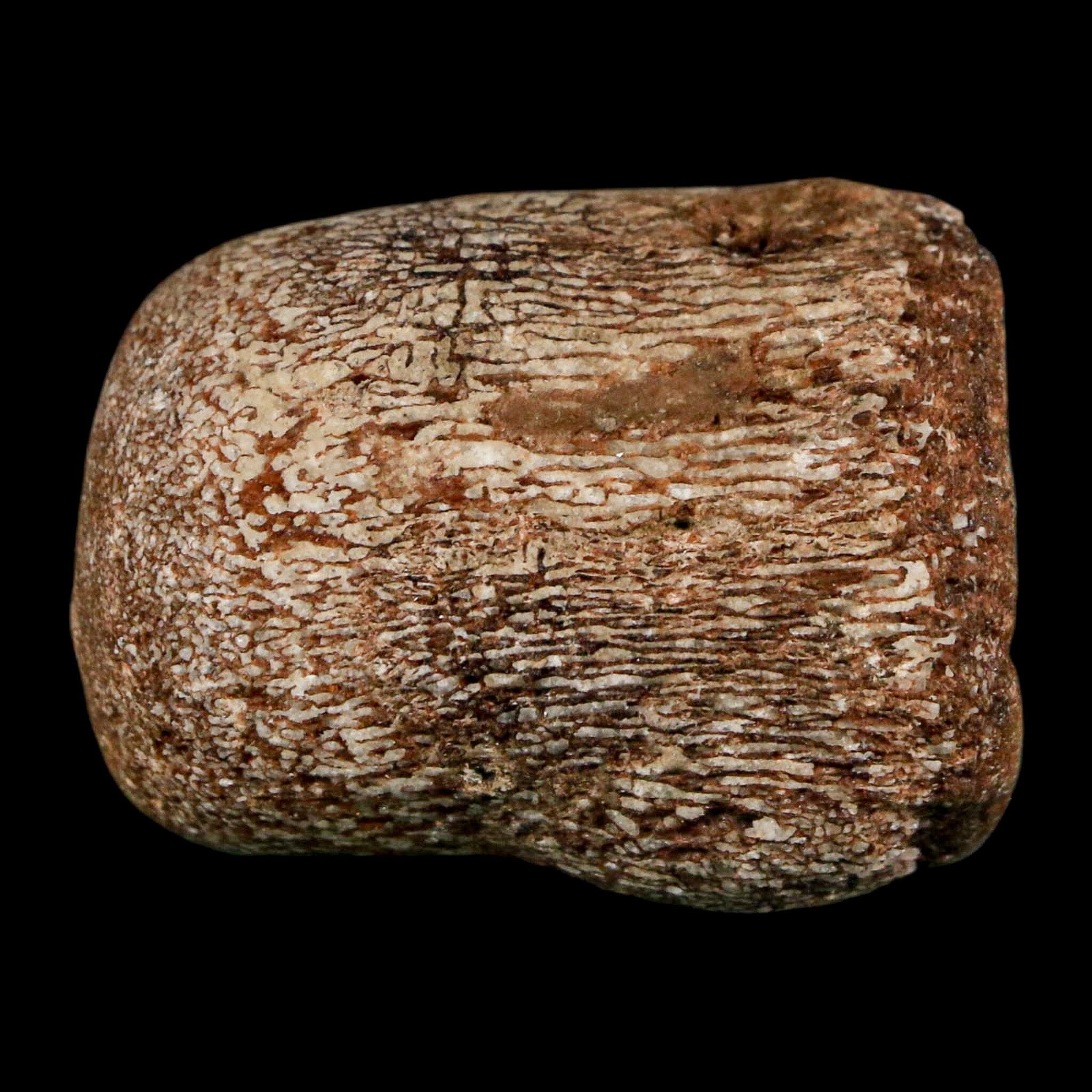 1.7" Mosasaur Fossil Vertebrae Cretaceous Dinosaur Era Texas Ozan FM COA, Metal Stand - Fossil Age Minerals