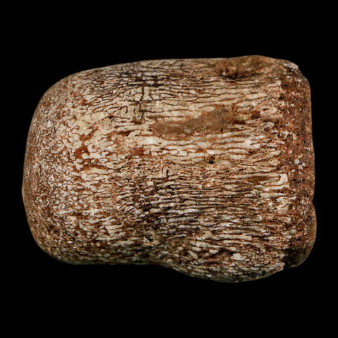 1.7" Mosasaur Fossil Vertebrae Cretaceous Dinosaur Era Texas Ozan FM COA, Metal Stand - Fossil Age Minerals