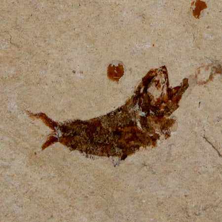 0.7" Ctenothrissa Fossil Fish Plate Cretaceous Dinosaur Age Hakel Lebanon