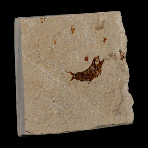 0.7" Ctenothrissa Fossil Fish Plate Cretaceous Dinosaur Age Hakel Lebanon