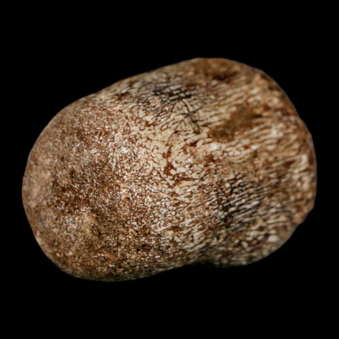 1.7" Mosasaur Fossil Vertebrae Cretaceous Dinosaur Era Texas Ozan FM COA, Metal Stand - Fossil Age Minerals