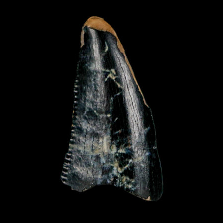 0.6" Tyrannosaurus Rex Fossil Tooth Tip Dinosaur Lance Creek Formation WY COA