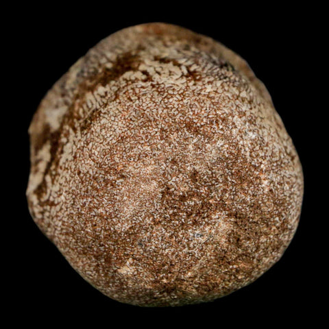 1.7" Mosasaur Fossil Vertebrae Cretaceous Dinosaur Era Texas Ozan FM COA, Metal Stand - Fossil Age Minerals