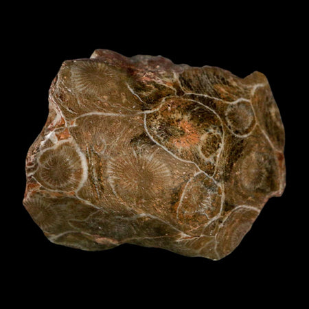 2.2" Polished Hexagonaria Coral Fossil Devonian Age 350 Million Yrs Old Morocco