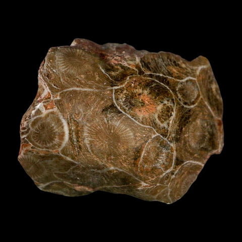 2.2" Polished Hexagonaria Coral Fossil Devonian Age 350 Million Yrs Old Morocco - Fossil Age Minerals