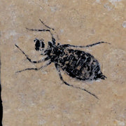 0.8" Dragonfly Larvae Fossil Libellula Doris Plate Upper Miocene Piemont Italy Display