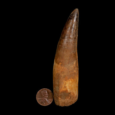 XL 4.1" Spinosaurus Fossil Tooth 100 Million Years Old Cretaceous Dinosaur COA
