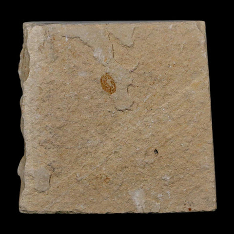 0.7" Ctenothrissa Fossil Fish Plate Cretaceous Dinosaur Age Hakel Lebanon