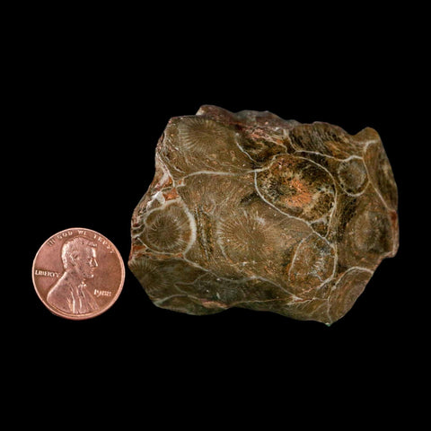 2.2" Polished Hexagonaria Coral Fossil Devonian Age 350 Million Yrs Old Morocco - Fossil Age Minerals