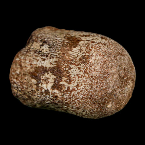 1.7" Mosasaur Fossil Vertebrae Cretaceous Dinosaur Era Texas Ozan FM COA, Metal Stand - Fossil Age Minerals