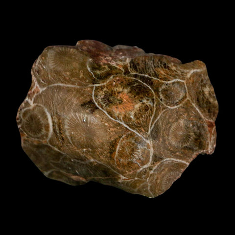 2.2" Polished Hexagonaria Coral Fossil Devonian Age 350 Million Yrs Old Morocco - Fossil Age Minerals