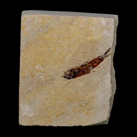 1" Hemisaurida Fossil Fish Plate Cretaceous Dinosaur Age Hakel Lebanon