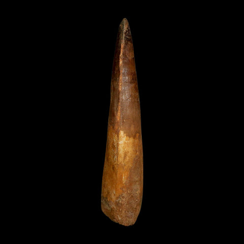 XL 4.1" Spinosaurus Fossil Tooth 100 Million Years Old Cretaceous Dinosaur COA