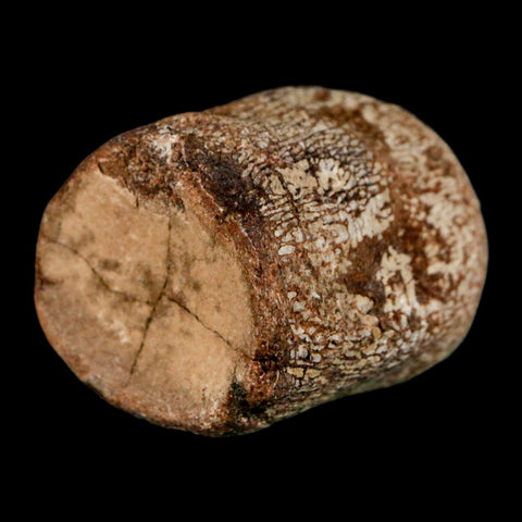 1.7" Mosasaur Fossil Vertebrae Cretaceous Dinosaur Era Texas Ozan FM COA, Metal Stand - Fossil Age Minerals