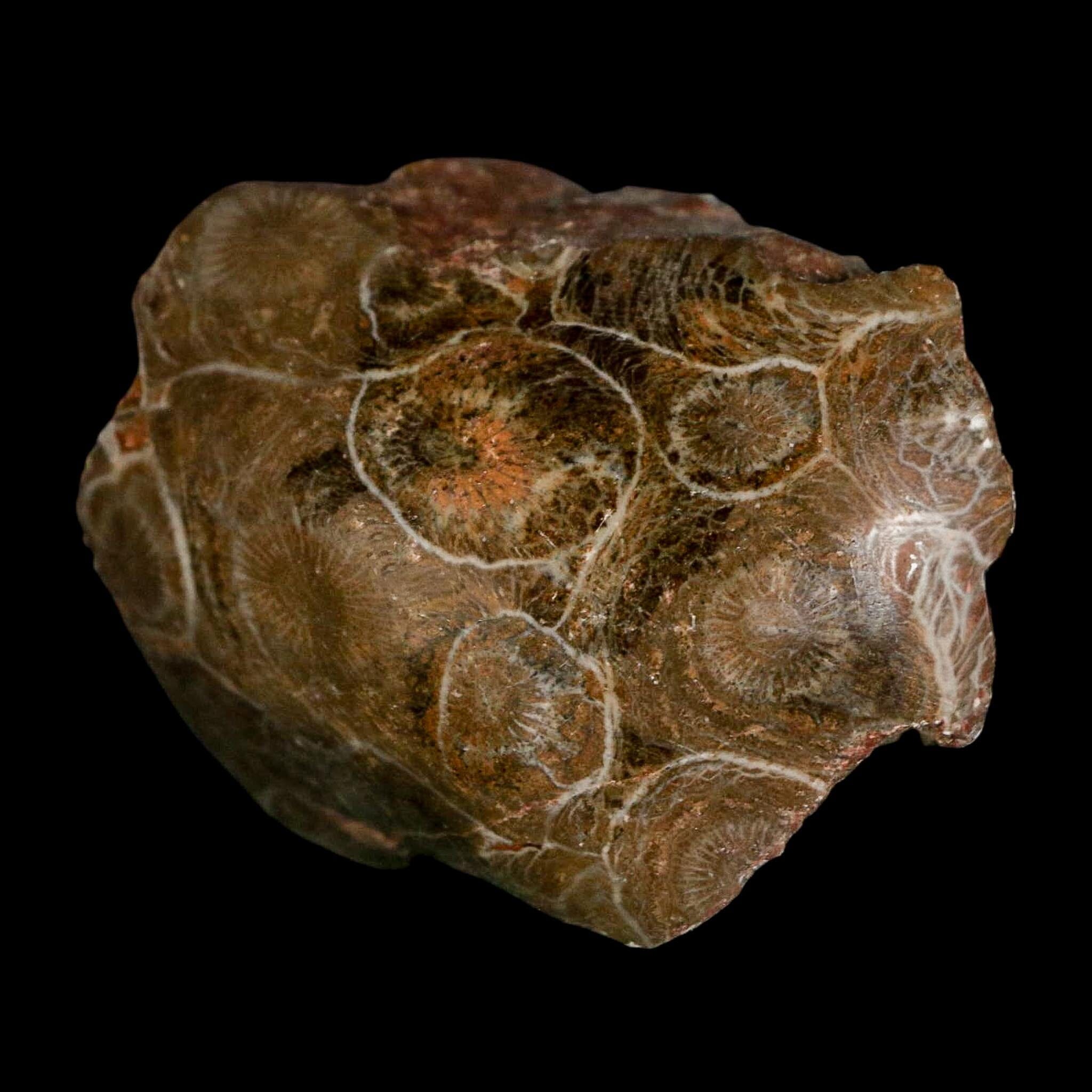 2.2" Polished Hexagonaria Coral Fossil Devonian Age 350 Million Yrs Old Morocco - Fossil Age Minerals