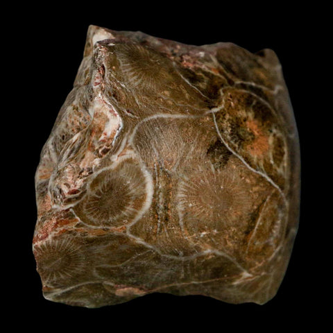 2.2" Polished Hexagonaria Coral Fossil Devonian Age 350 Million Yrs Old Morocco - Fossil Age Minerals