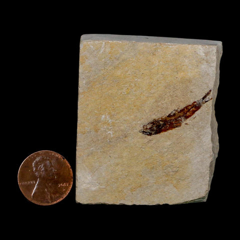 1" Hemisaurida Fossil Fish Plate Cretaceous Dinosaur Age Hakel Lebanon