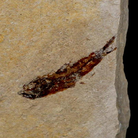 1" Hemisaurida Fossil Fish Plate Cretaceous Dinosaur Age Hakel Lebanon
