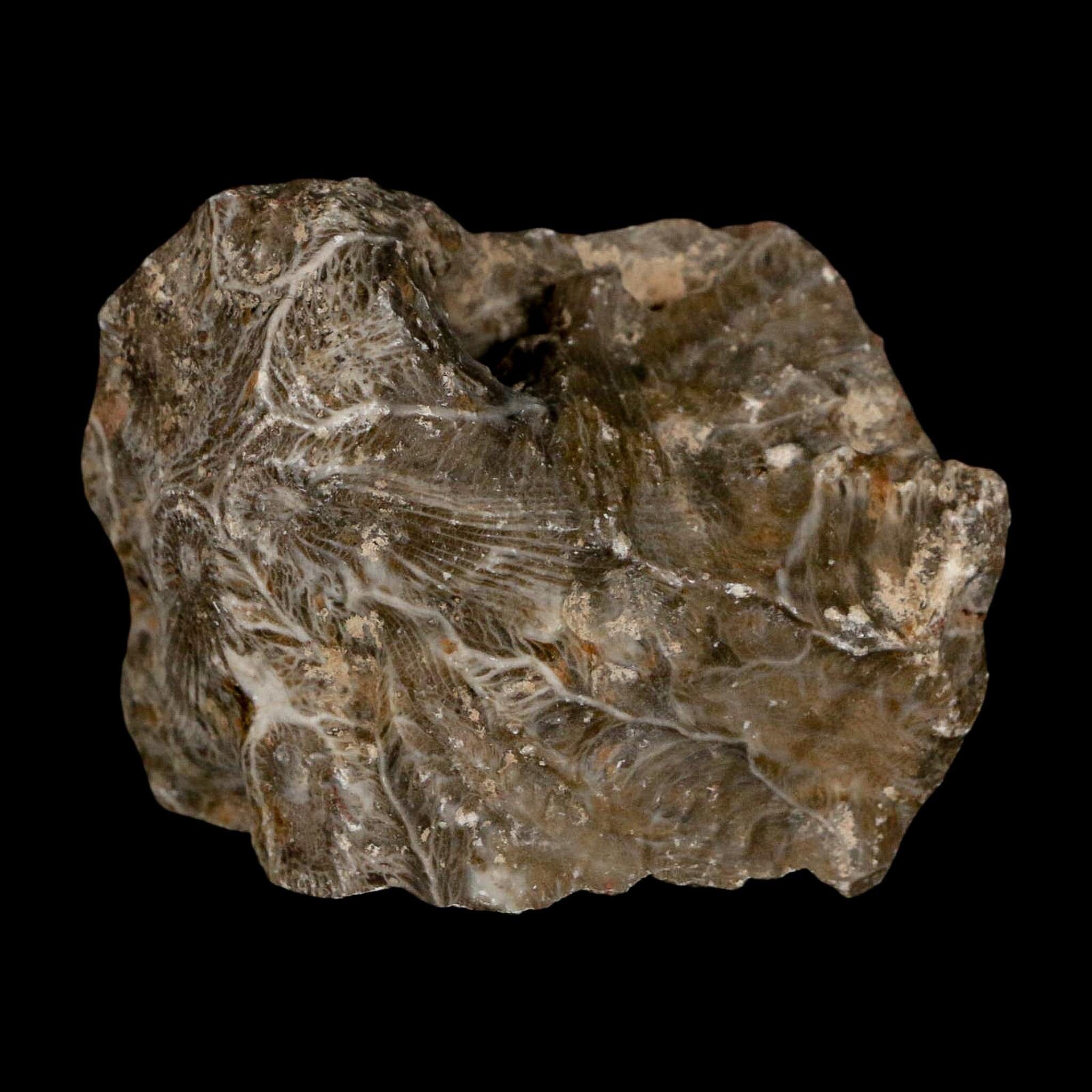 2.2" Polished Hexagonaria Coral Fossil Devonian Age 350 Million Yrs Old Morocco - Fossil Age Minerals