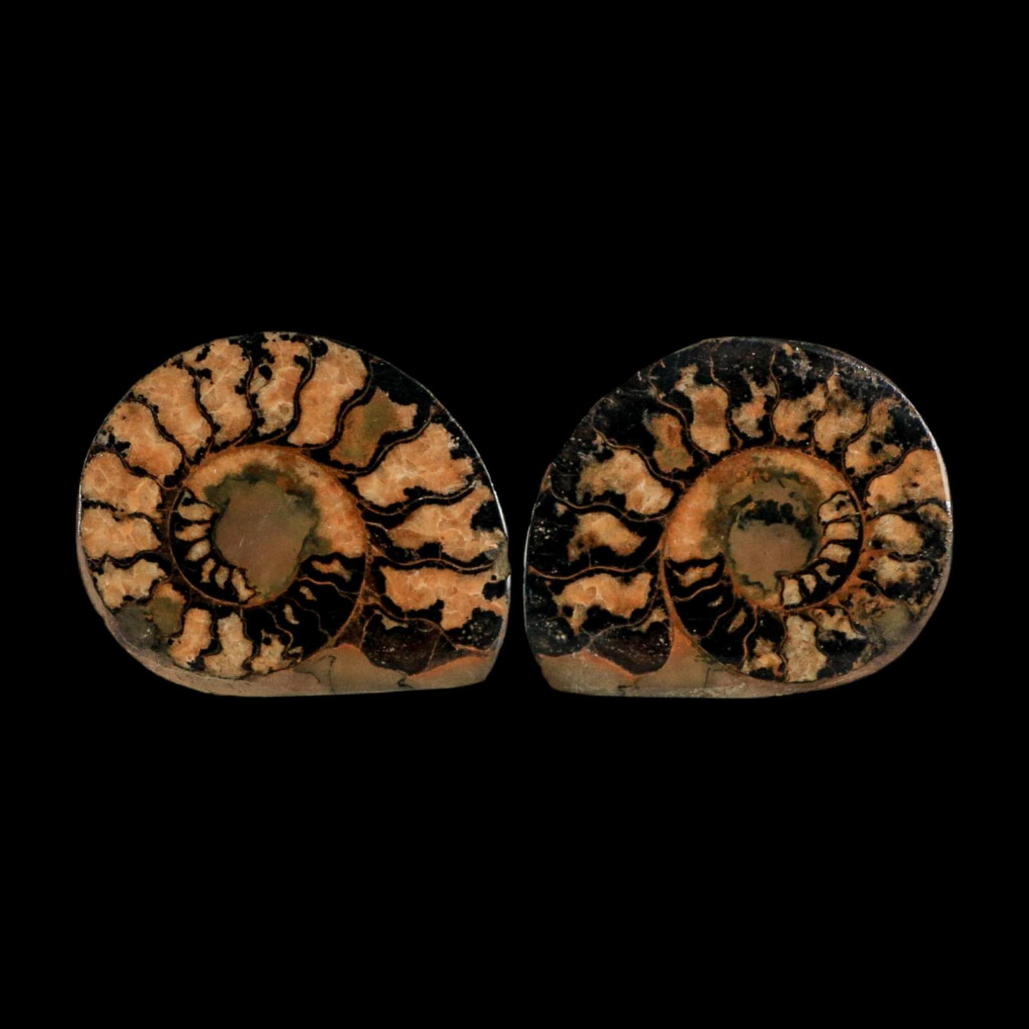 1.9" Ammonite Fossil Polished, Cut Half's Atlas Mountains Morocco Jurassic Age COA - Fossil Age Minerals