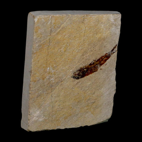 1" Hemisaurida Fossil Fish Plate Cretaceous Dinosaur Age Hakel Lebanon