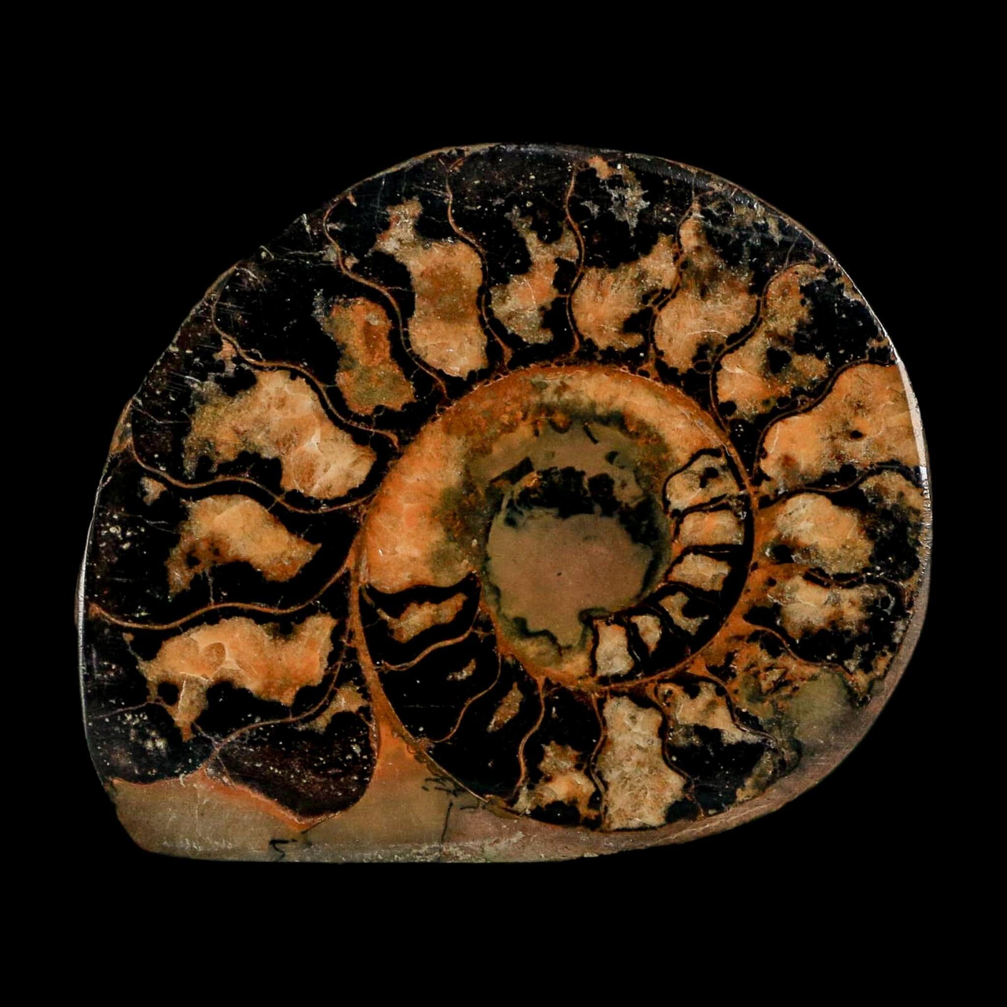 1.9" Ammonite Fossil Polished, Cut Half's Atlas Mountains Morocco Jurassic Age COA - Fossil Age Minerals