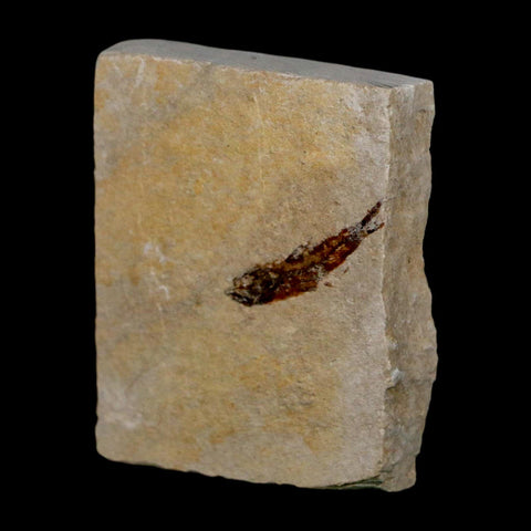 1" Hemisaurida Fossil Fish Plate Cretaceous Dinosaur Age Hakel Lebanon