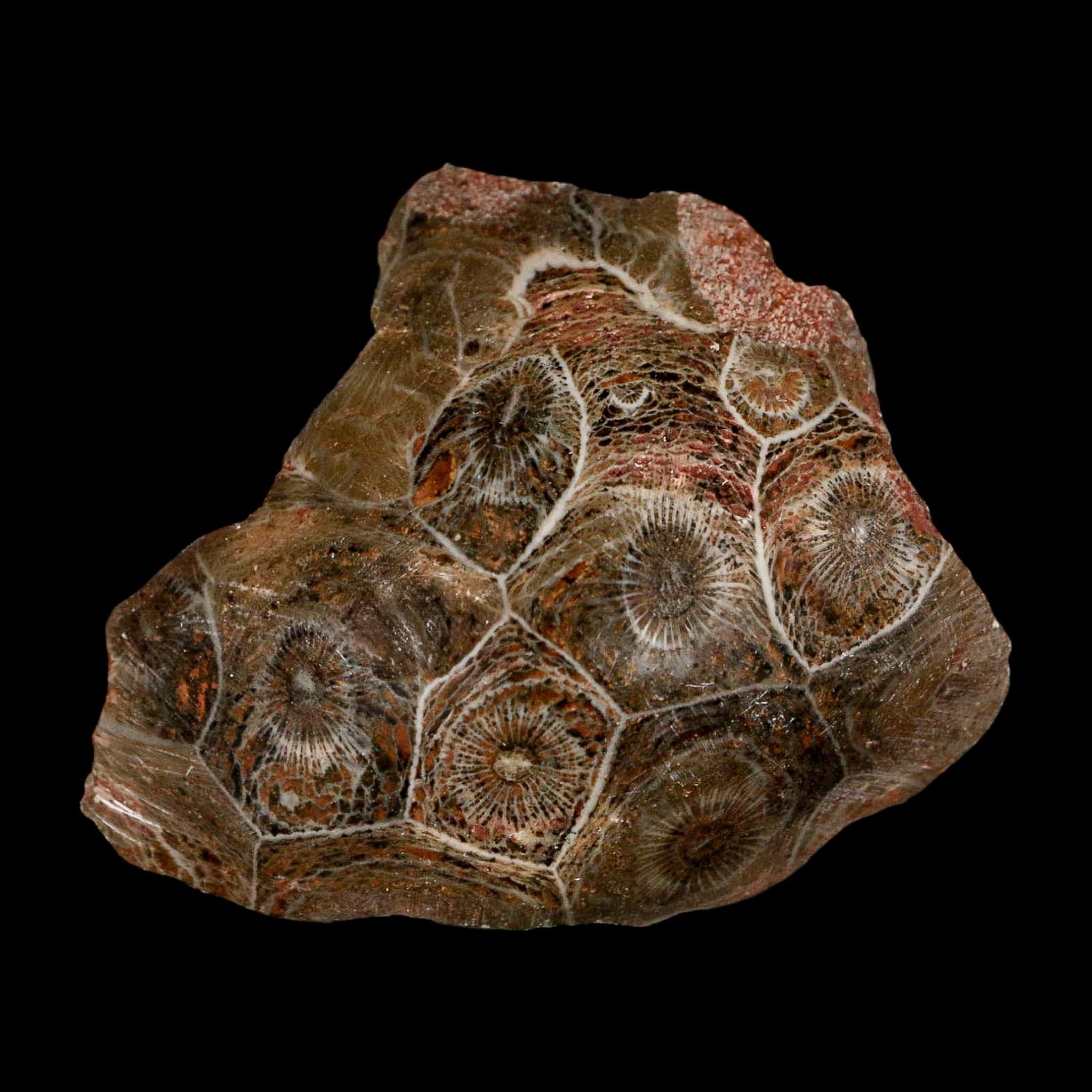 2.6" Polished Hexagonaria Coral Fossil Devonian Age 350 Million Yrs Old Morocco - Fossil Age Minerals