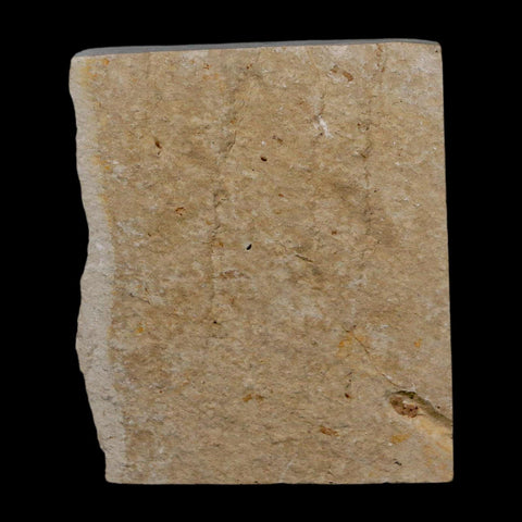 1" Hemisaurida Fossil Fish Plate Cretaceous Dinosaur Age Hakel Lebanon