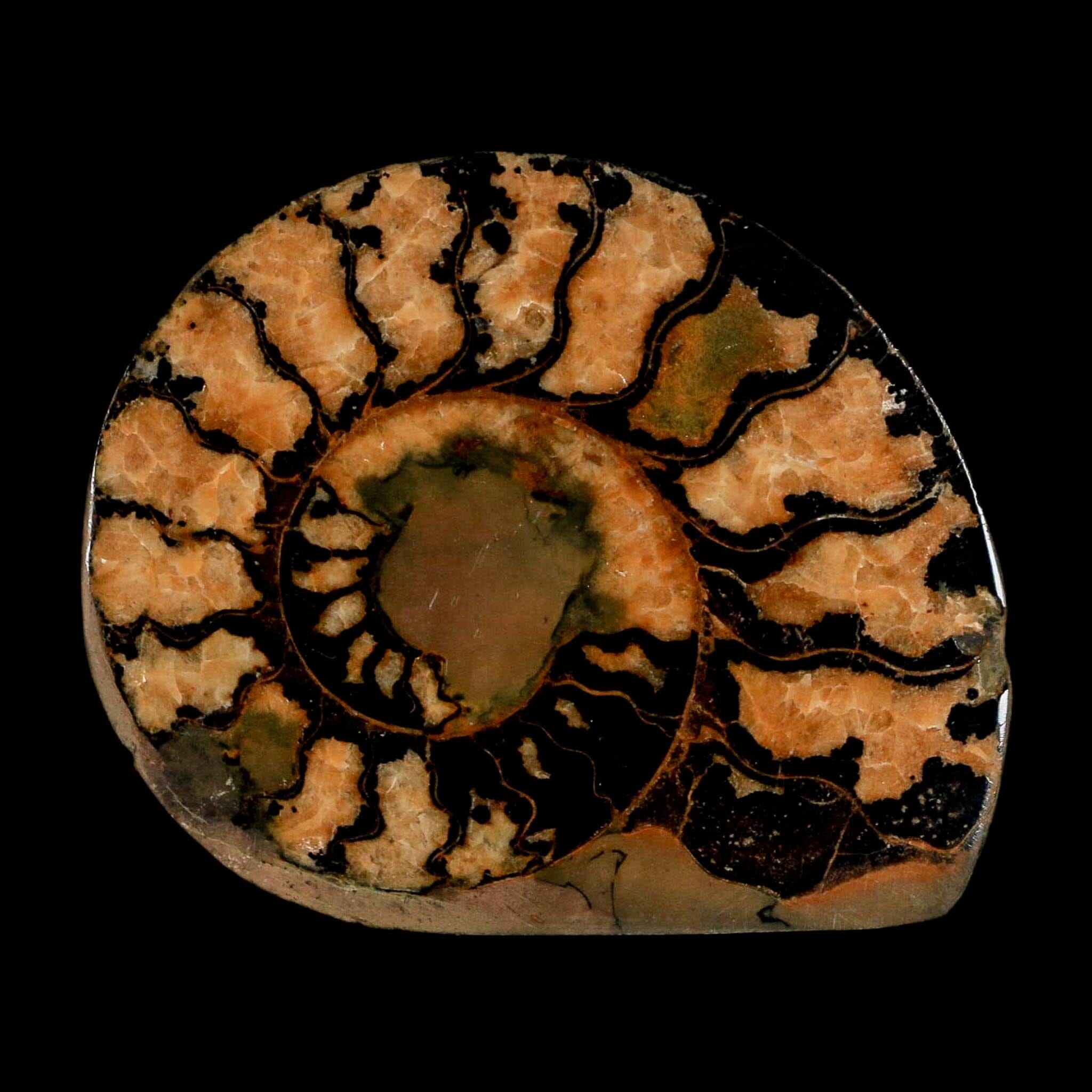 1.9" Ammonite Fossil Polished, Cut Half's Atlas Mountains Morocco Jurassic Age COA - Fossil Age Minerals