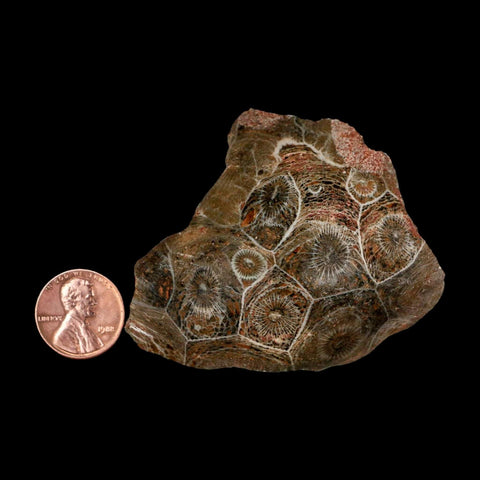 2.6" Polished Hexagonaria Coral Fossil Devonian Age 350 Million Yrs Old Morocco - Fossil Age Minerals