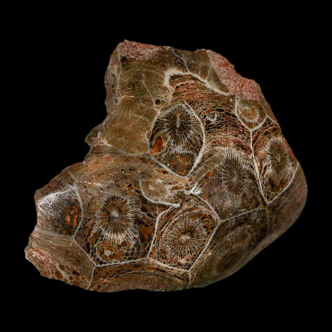 2.6" Polished Hexagonaria Coral Fossil Devonian Age 350 Million Yrs Old Morocco - Fossil Age Minerals