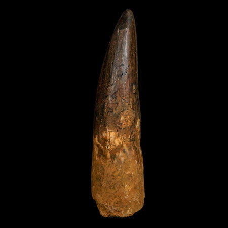 XL 4.4" Spinosaurus Fossil Tooth 100 Million Years Old Cretaceous Dinosaur COA
