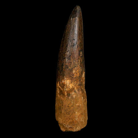 XL 4.4" Spinosaurus Fossil Tooth 100 Million Years Old Cretaceous Dinosaur COA