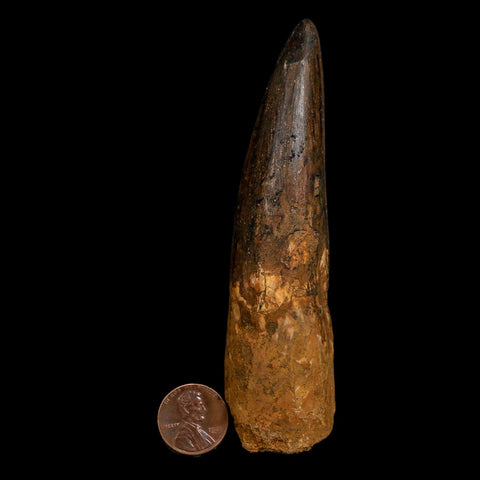 XL 4.4" Spinosaurus Fossil Tooth 100 Million Years Old Cretaceous Dinosaur COA