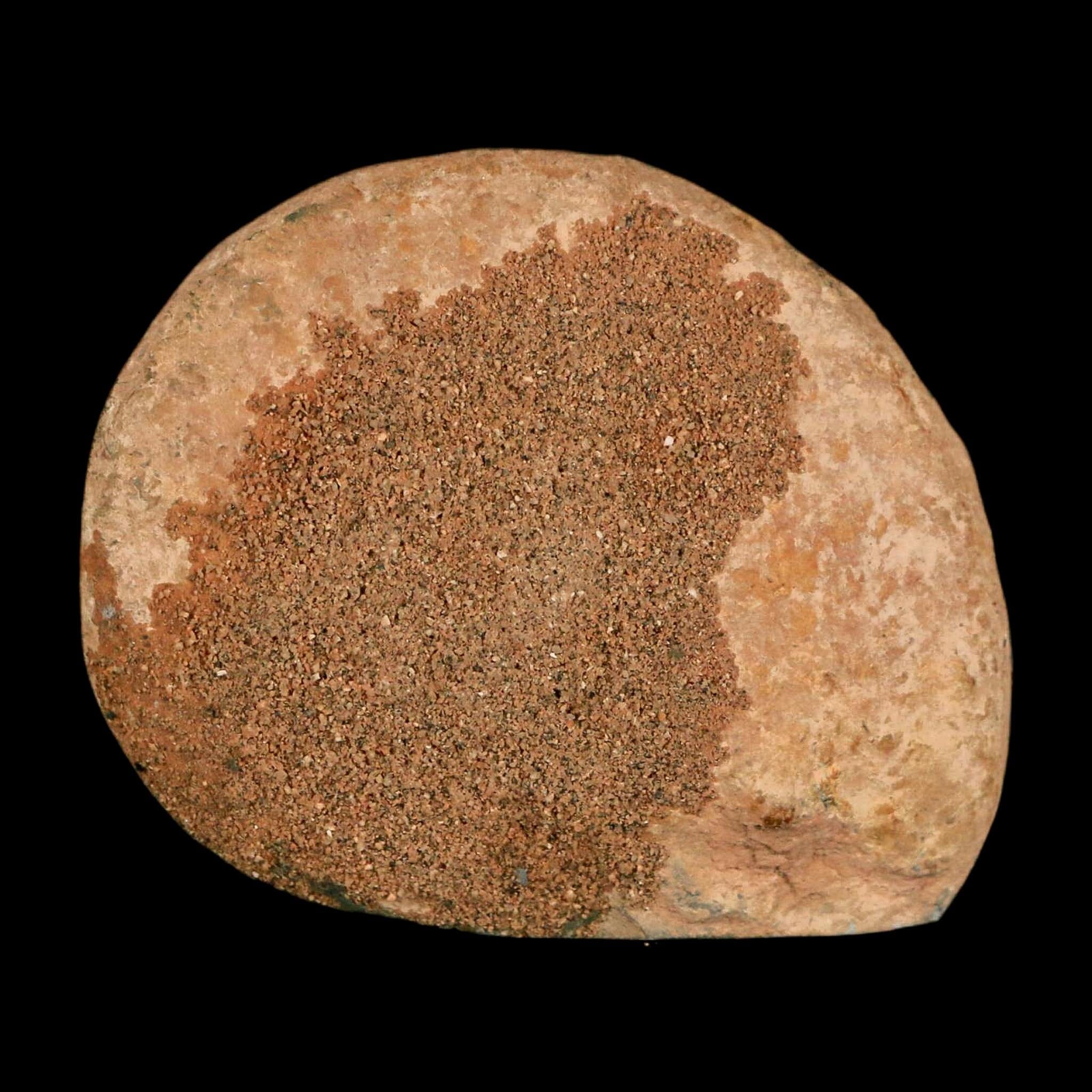 1.9" Ammonite Fossil Polished, Cut Half's Atlas Mountains Morocco Jurassic Age COA - Fossil Age Minerals