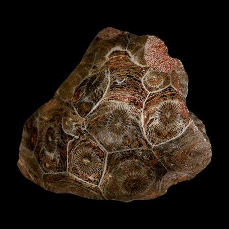 2.6" Polished Hexagonaria Coral Fossil Devonian Age 350 Million Yrs Old Morocco