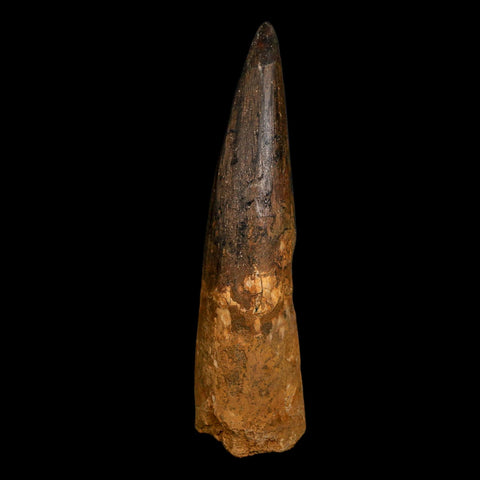 XL 4.4" Spinosaurus Fossil Tooth 100 Million Years Old Cretaceous Dinosaur COA