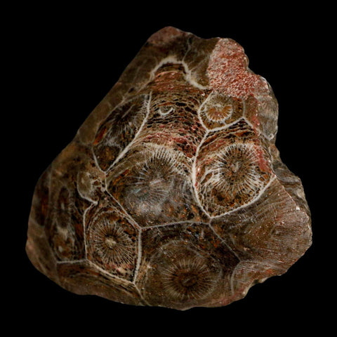 2.6" Polished Hexagonaria Coral Fossil Devonian Age 350 Million Yrs Old Morocco - Fossil Age Minerals