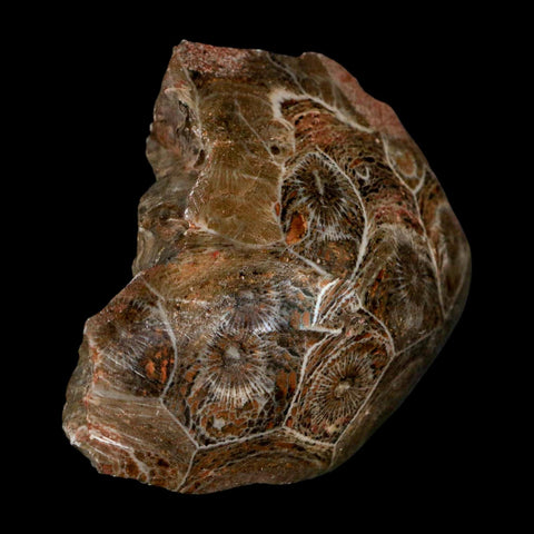 2.6" Polished Hexagonaria Coral Fossil Devonian Age 350 Million Yrs Old Morocco - Fossil Age Minerals