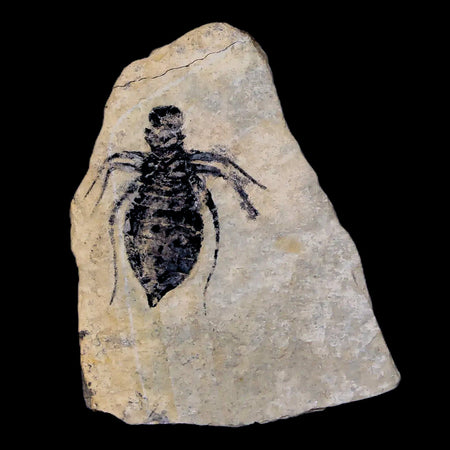 0.8" Dragonfly Larvae Fossil Libellula Doris Plate Upper Miocene Piemont Italy Display