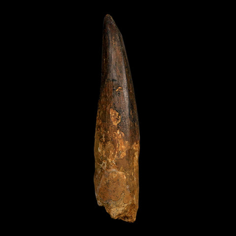 XL 4.4" Spinosaurus Fossil Tooth 100 Million Years Old Cretaceous Dinosaur COA