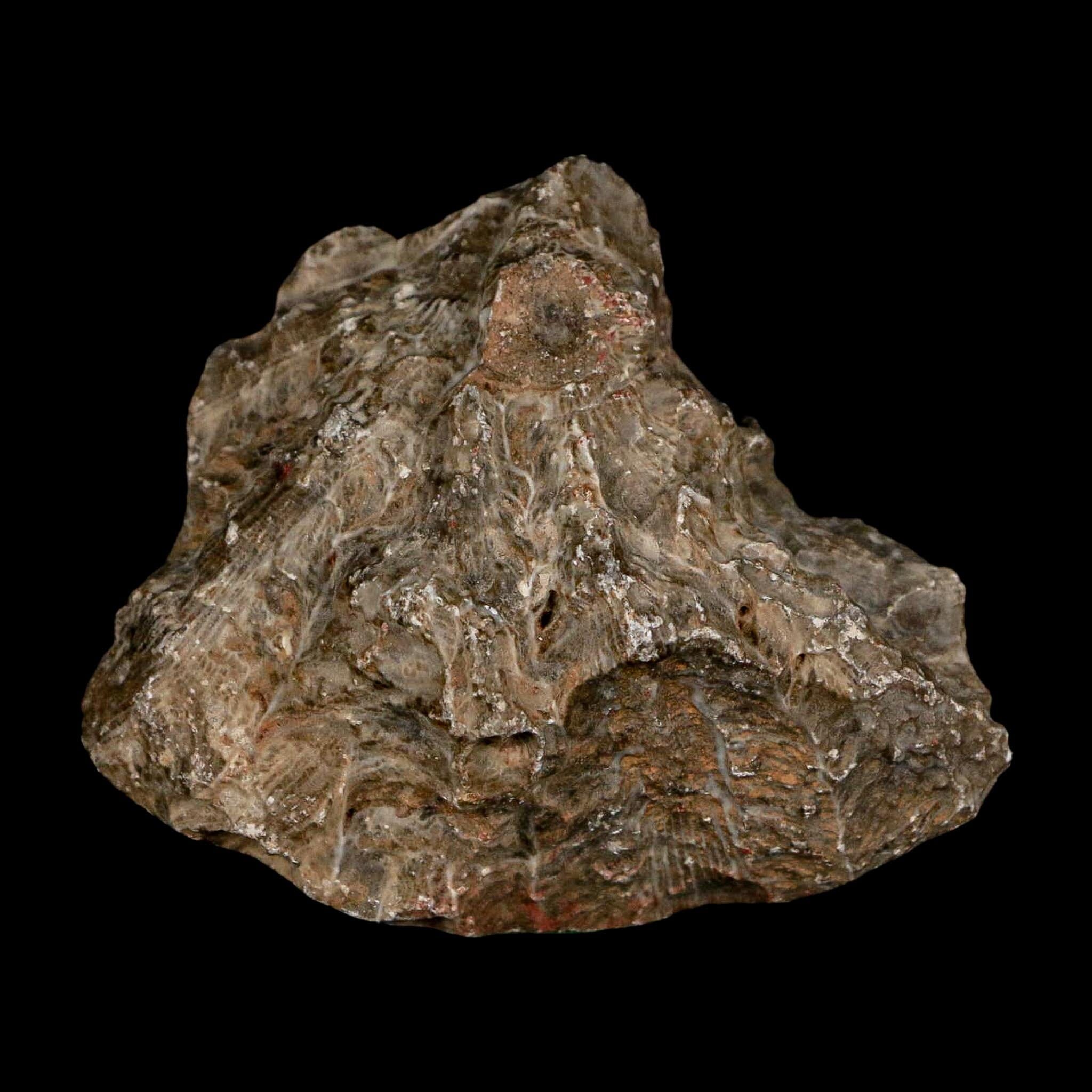 2.6" Polished Hexagonaria Coral Fossil Devonian Age 350 Million Yrs Old Morocco - Fossil Age Minerals